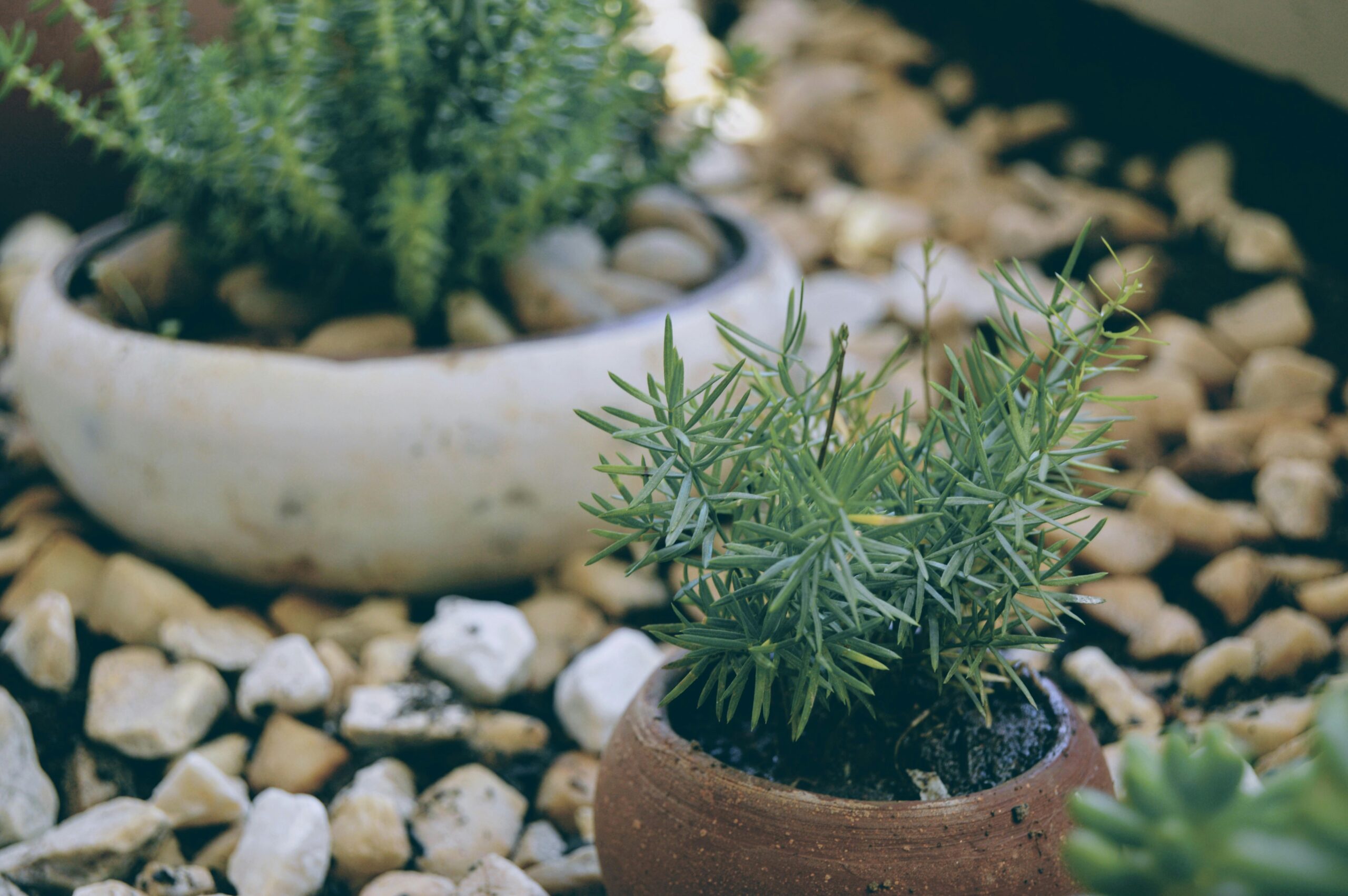 A serene close-up of potted greenery and pebbles in an outdoor setting.